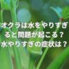 オクラは水をやりすぎると問題が起こる？水やりすぎの症状とは？