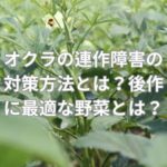 オクラの連作障害の対策方法とは？後作に最適な野菜とは？
