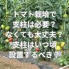 トマト栽培で支柱は必要？なくても大丈夫？支柱はいつ頃設置するべき？