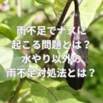 雨不足でナスに起こる問題とは？水やり以外の雨不足対処法とは？