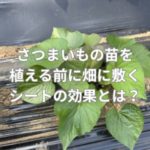 さつまいもの苗を植える前に畑に敷くシートの効果とは？