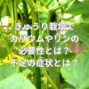 きゅうり栽培でカリウムやリンの必要性とは？不足の症状とは？