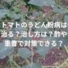 トマトのうどん粉病は治る？治し方は？酢や重曹で対策できる？