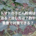 トマトのうどん粉病は治る？治し方は？酢や重曹で対策できる？