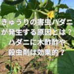 きゅうりの害虫ハダニが発生する原因とは？ハダニに木酢酢や殺虫剤は効果的？