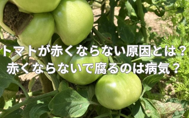 トマトが赤くならない原因とは？赤くならないで腐るのは病気？