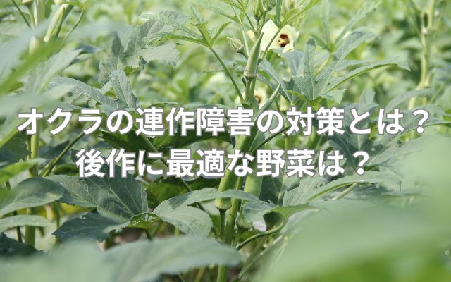 オクラの連作障害の対策方法とは?後作に最適な野菜とは?