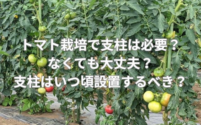 トマト栽培で支柱は必要？なくても大丈夫？支柱はいつ頃設置するべき？