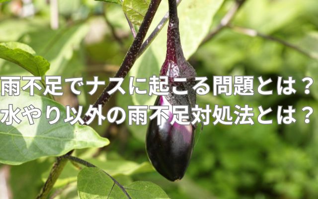 雨不足でナスに起こる問題とは？水やり以外の雨不足対処法とは？