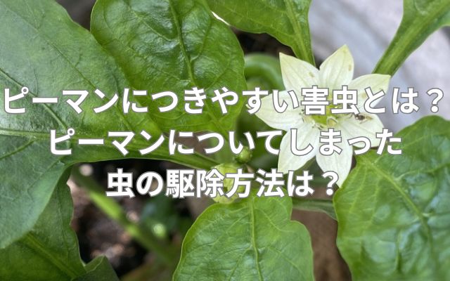 ピーマンにつきやすい害虫とは？ピーマンについてしまった虫の駆除方法は？