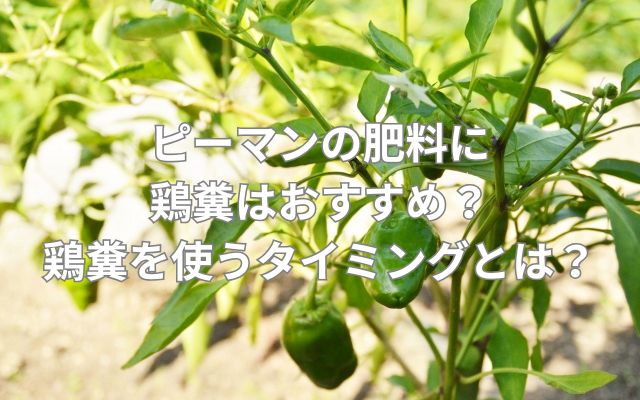 ピーマンの肥料に鶏糞はおすすめ？鶏糞を使うタイミングとは？