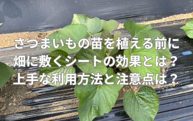 さつまいもの苗を植える前に畑に敷くシートの効果とは？