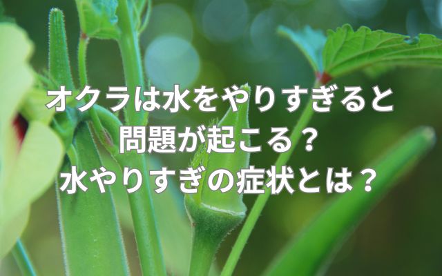 オクラは水をやりすぎると問題が起こる?水やりすぎの症状とは?
