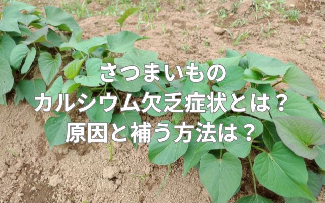 さつまいものカルシウム欠乏症状とは？原因と補う方法は？