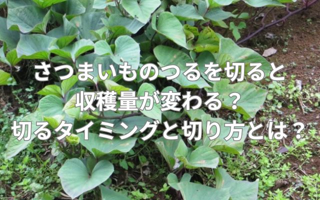 さつまいものつるを切ると収穫量が変わる？切るタイミングと切り方とは？