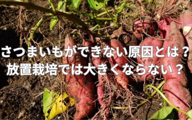 さつまいもの芋ができない原因とは?放置栽培では芋が大きくならない?