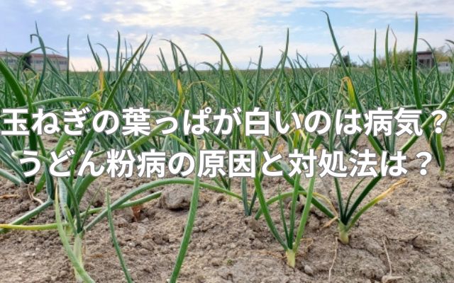 玉ねぎの葉っぱが白いのは病気？うどん粉病の原因と対処法は？