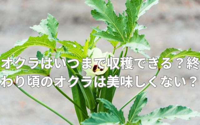オクラはいつまで収穫できる？終わり頃のオクラは美味しくない？