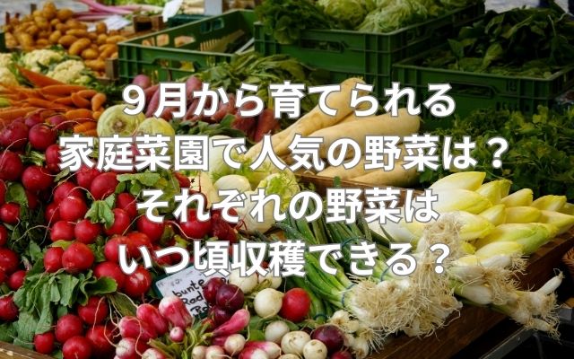 ９月から育てられる家庭菜園で人気の野菜は？それぞれの野菜はいつ頃収穫できる？