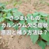 さつまいものカルシウム欠乏症状とは？原因と補う方法は？
