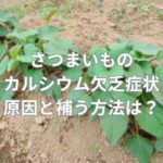 さつまいものカルシウム欠乏症状とは？原因と補う方法は？
