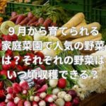 ９月から育てられる家庭菜園で人気の野菜は？それぞれの野菜はいつ頃収穫できる？