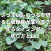 さつまいものつるを切ると収穫量が変わる？切るタイミングと切り方とは？