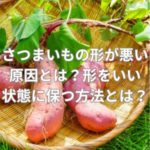 さつまいもの形が悪い原因とは？形をいい状態に保つ方法とは？