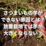 さつまいもの芋ができない原因とは？放置栽培では芋が大きくならない？