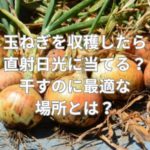 玉ねぎを収穫したら直射日光に当てる？干すのに最適な場所とは？