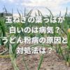 玉ねぎの葉っぱが白いのは病気？うどん粉病の原因と対処法は？