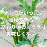 オクラはいつまで収穫できる？終わり頃のオクラは美味しくない？