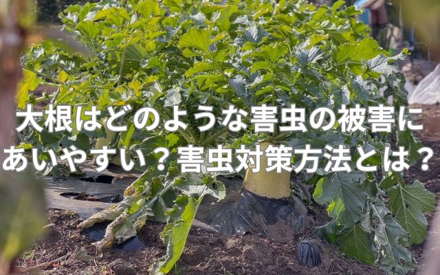 大根はどのような害虫の被害にあいやすい？害虫対策方法とは？