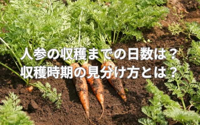 人参の収穫までの日数は?収穫時期の見分け方とは?