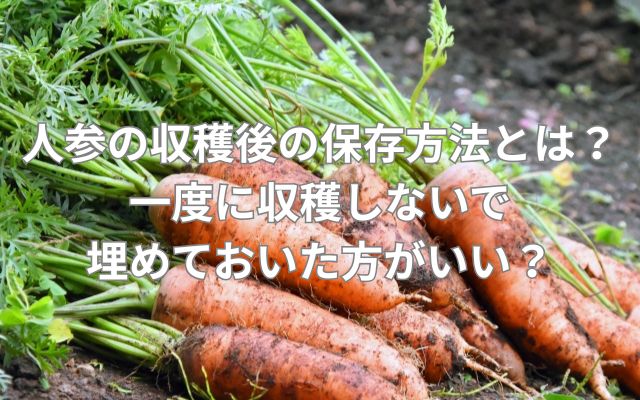 人参の収穫後の保存方法とは?一度に収穫しないで埋めておいた方がいい?
