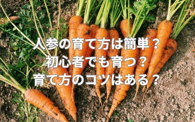 人参の育て方は簡単？初心者でも育つ？育て方のコツはある？
