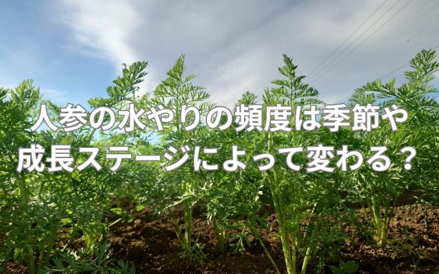 人参の水やりの頻度は季節や成長ステージによって変わる？