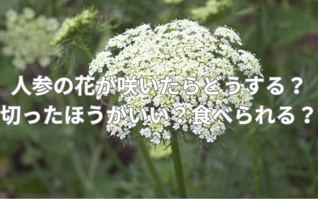 人参の花が咲いたらどうする？切ったほうがいい？食べられる？