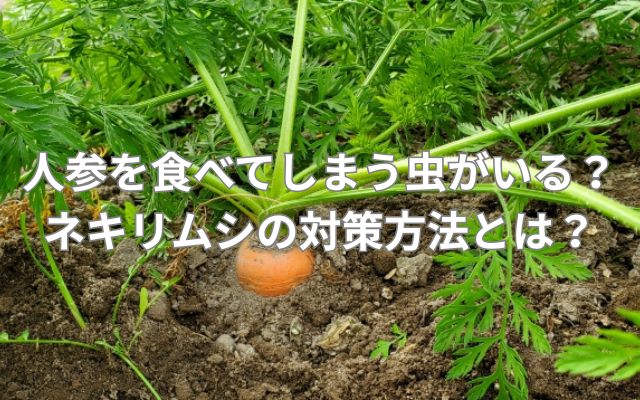 人参を食べてしまう虫がいる？ネキリムシの対策方法とは？