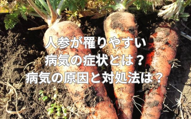 人参が罹りやすい病気の症状とは？病気の原因と対処法とは？