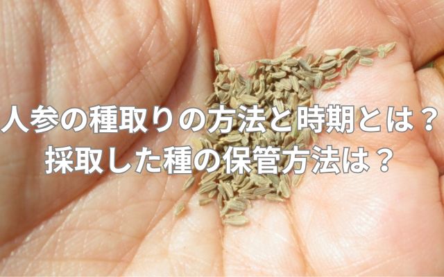 人参の種取りの方法と時期とは？採取した種の保管方法は？