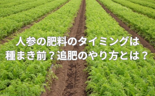 人参の肥料のタイミングは種まき前？追肥のやり方とは？