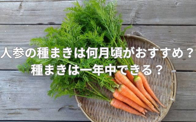 人参の種まきは何月頃がおすすめ？種まきは一年中できる？