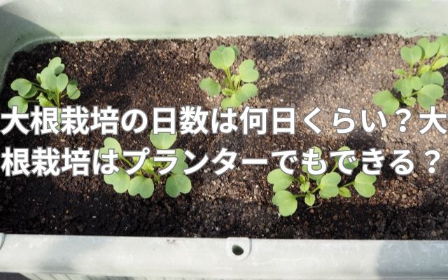 大根栽培の日数は何日くらい？大根栽培はプランターでもできる？