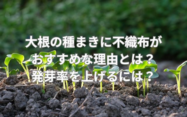 大根の種まきに不織布がおすすめな理由とは?発芽率を上げるには?