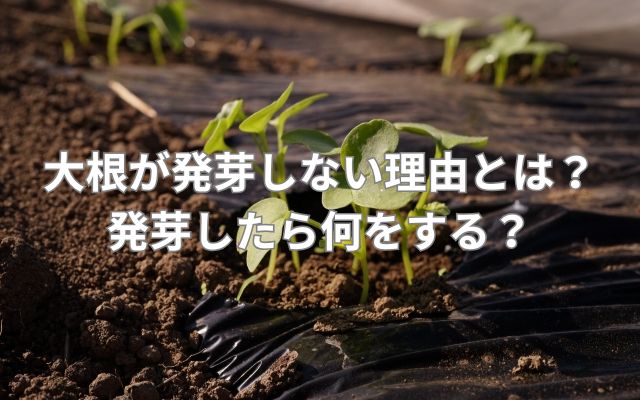 大根が発芽しない理由とは？発芽したら何をする？