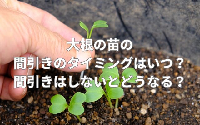 大根の苗の間引きのタイミングはいつ?間引きはしないとどうなる?