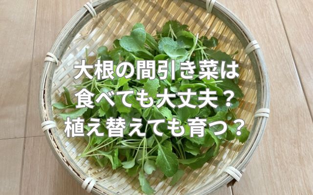 大根の間引き菜は食べても大丈夫？植え替えても育つ？
