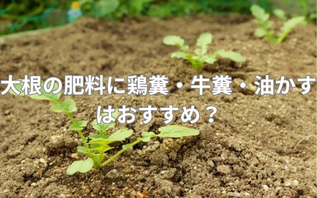 大根の肥料に鶏糞・牛糞・油かすはおすすめ？