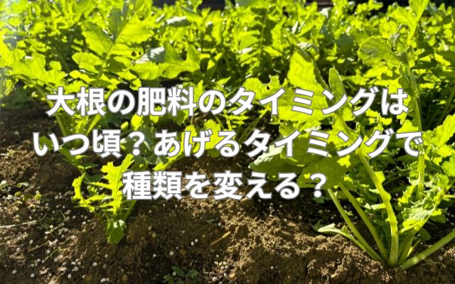 大根の肥料のタイミングはいつ頃？あげるタイミングで種類を変える？